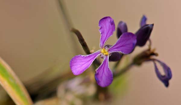 Hesperidanthus linearifolius, Slimleaf Plainsmustard, Southwest Desert Flora